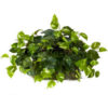 Nearly Natural Pothos Ledge Plant (Set on Foam) Silk Plant