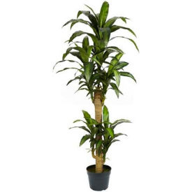 Nearly Natural 5' Yucca Silk Plant
