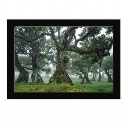 Enchanted Forest I 1 Black Framed Print Wall Art