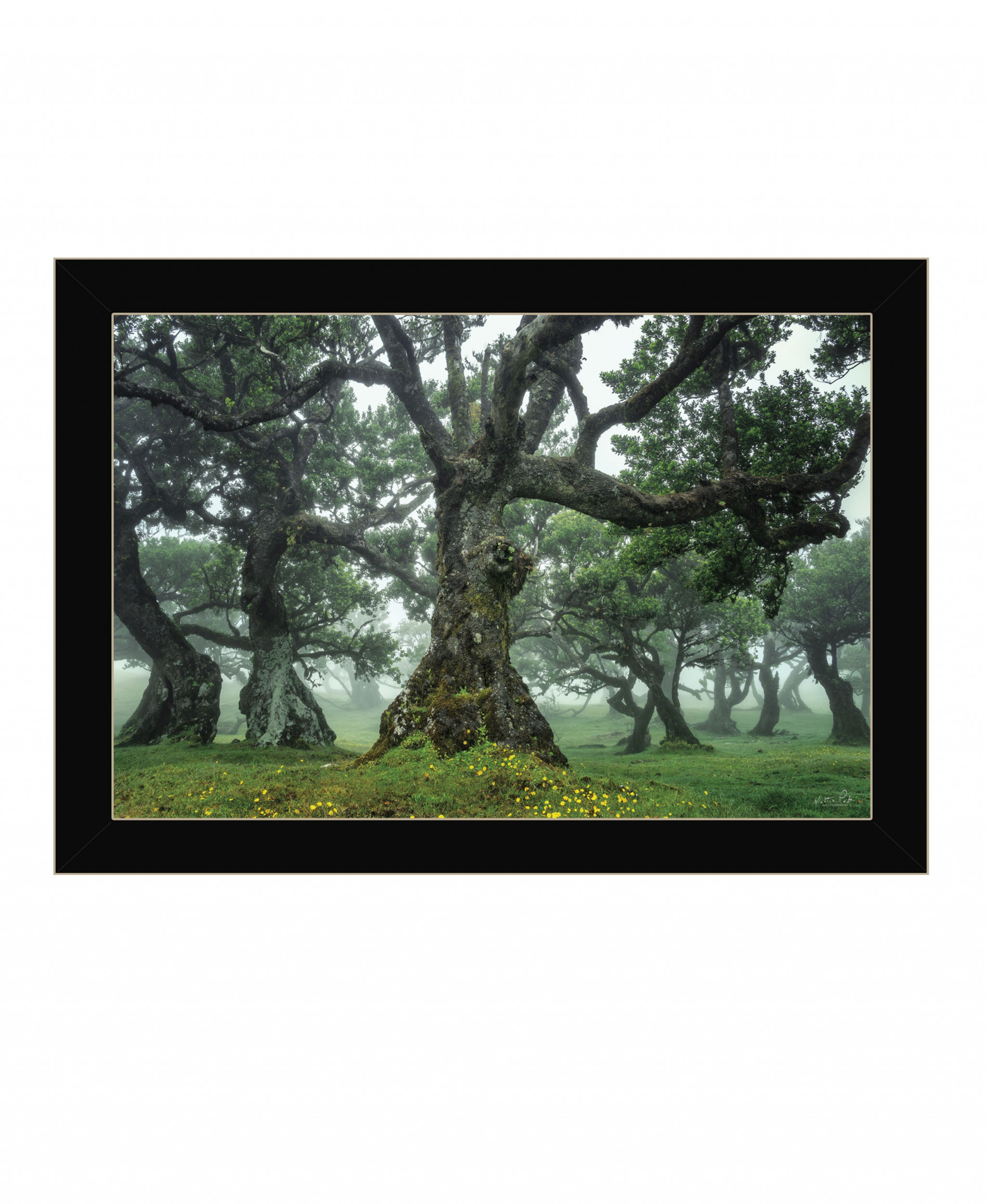 Enchanted Forest I 1 Black Framed Print Wall Art - Image 3
