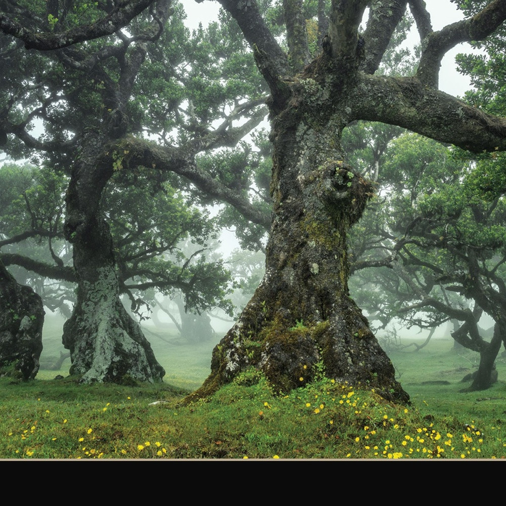 Enchanted Forest I 1 Black Framed Print Wall Art - Image 5