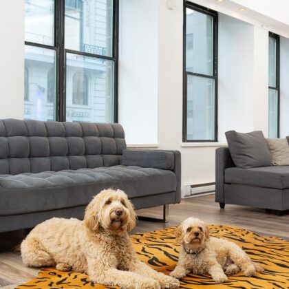 72" X 84" Tiger Chocolate On Natural Cowhide - Rug
