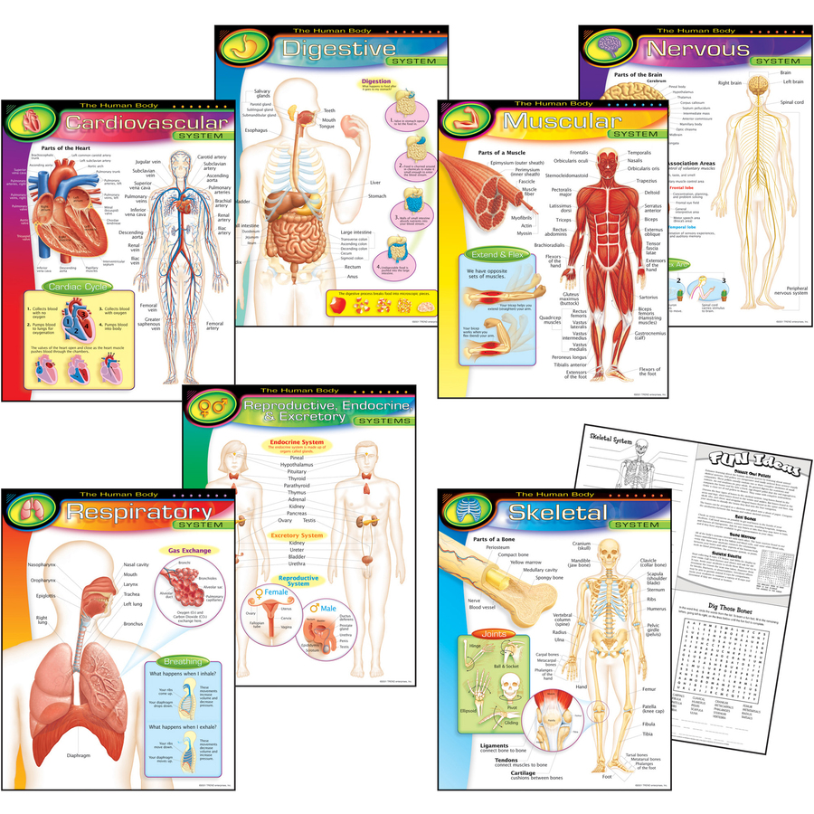 Trend The Human Body Chart Pack