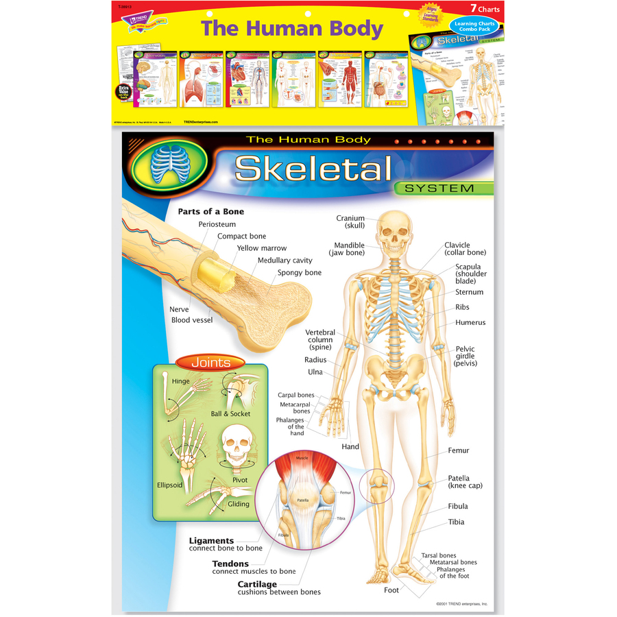 Trend The Human Body Chart Pack
