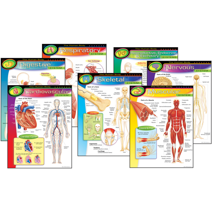 Trend The Human Body Chart Pack