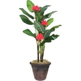 Golite Nu-Dell 7ft Flowering Banana Tree